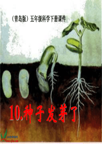 青岛小学科学五年级下册10种子发芽了PPT课件1
