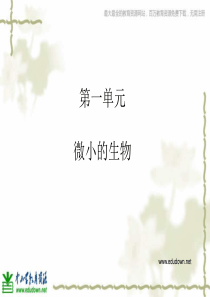 青岛小学科学六年级上册1病毒PPT课件3
