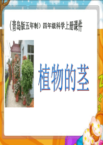 青岛小学科学四年级上册4植物的茎PPT课件1