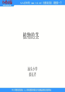 青岛小学科学四年级上册4植物的茎PPT课件3