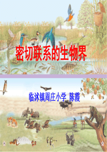 青岛小学科学四年级下册19密切联系的生物界PPT课件7