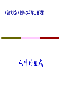 首师大小学科学四年级上册4叶的组成PPT课件2