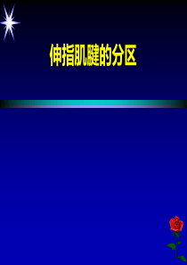 伸指肌腱的分区