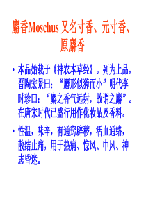 中药鉴定学课件麝香