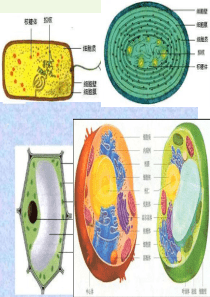高中生物第三章第一节《细胞膜――系统的边界》课件1新人教版必修1
