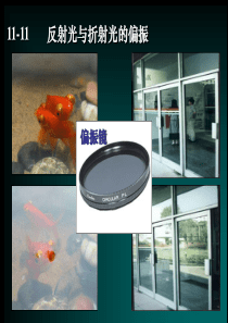 11-11反射光和折射光的偏振
