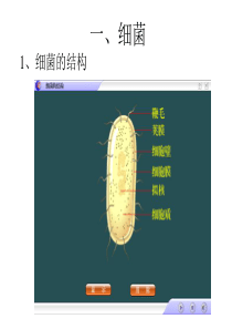 高一生物微生物放线菌和病毒课件高一生物课件