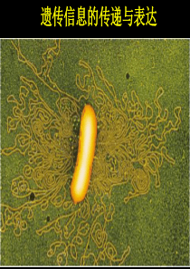 高三生物课件09年高考生物遗传信息的传递与表达高三生物课件