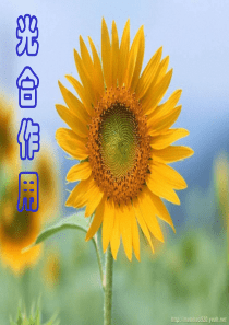 高三生物课件光合作用高三生物课件