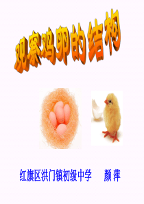 实验观察鸡卵的结构