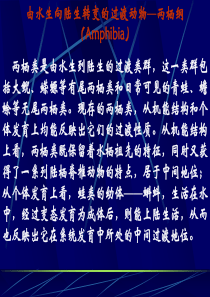 由水生向陆生转变的过渡动物两栖纲(Amphibia)