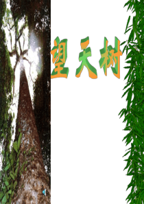 《望天树》课件
