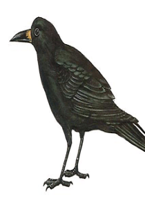 小学一年级下学期语文第五单元乌鸦喝水PPT课件