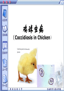 精品课程《禽病学》ppt01鸡球虫病
