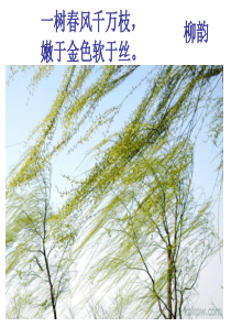 《白杨礼赞》ppt课件