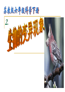 苏教版小学科学六年级下册《生物的变异现象》课件
