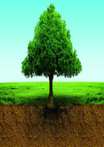 教科版五年级科学-土壤中有什么 ppt