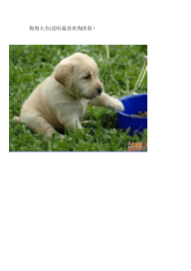 狗狗种类大全(图)