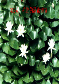 生物：第3章《植物的激素调节》课件(新人教版必修3)