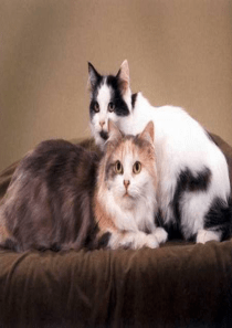 课堂教学课件3母鸡人教版语文四年级上册教学课件ppt