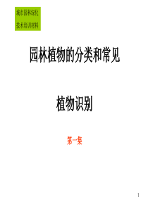 植物分类识别1