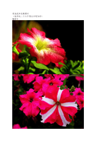 常见花卉名称图片