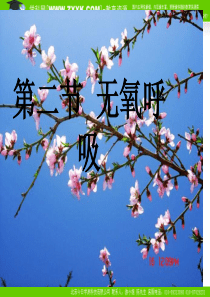 苏教版_高中生物_必修一_细胞呼吸_课件_版本三(制作)