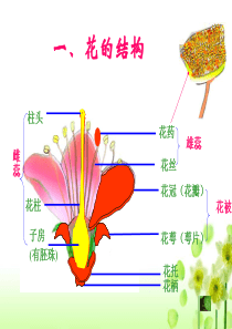 济南版八年级生物上册绿色开花植物的一生复习课件