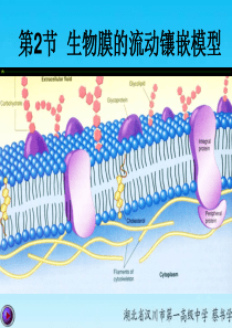 第二节 生物膜的流动镶嵌模型