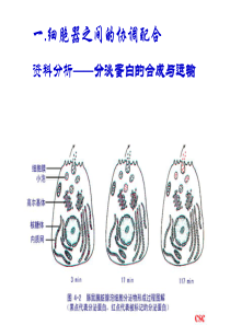 细胞器之间的协调配合与细胞的生物膜系统