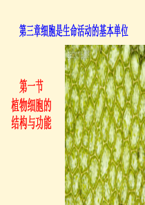 苏教版七年级生物上册《3.1 植物细胞的结构和功能》课件 (共24张PPT)