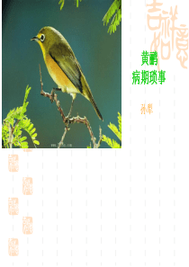 黄鹂