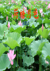 新人教版高中语文必修二课件全集1