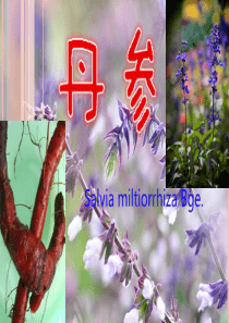 丹参栽培技术