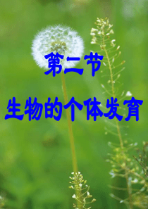 被子植物个体发育课件(较好)