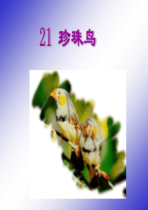 21 珍珠鸟课件