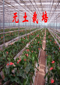 无土栽培技术教学课件(全套)