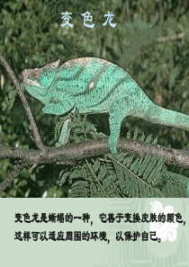 《变色龙》课件 人教版新课标 初中语文九年级下