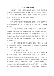 大叶女贞的栽培