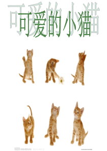 2013北师大版小学数学一年级上册_《可爱的小猫》