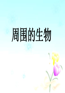 《我们周围的生物》课件