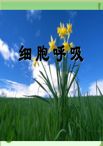 高一生物：4.3《细胞呼吸》课件(1)(苏教版必修1)