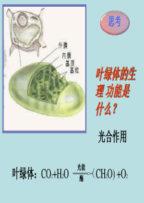 1112新陈代谢与酶