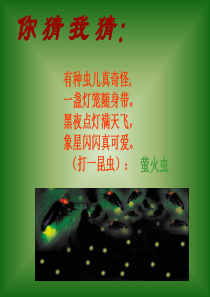 18绿色蝈蝈(精美版)