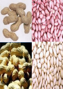 人教新课标版八年级下第七单元第二章第5节 生物的变异