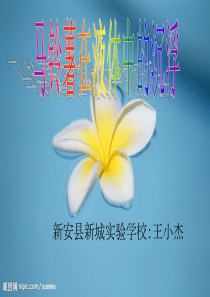 马铃薯沉浮ppt
