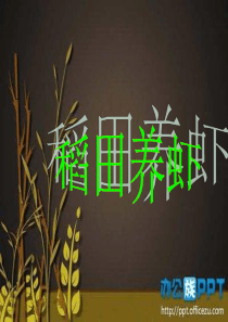 稻田养虾