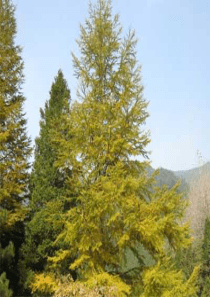 人教版教学教案[名校联盟]江苏省泰州市扬子江高级中学生物选修三《212 植物细胞工程的实际应用》课件
