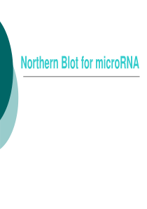 northern_blot-ppt
