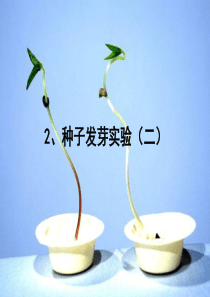 1.2种子发芽实验(二)
